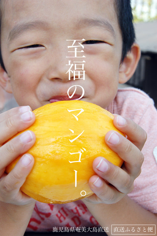 奄美大島谷口さんの減農薬栽培のマンゴー、販売を開始しました！