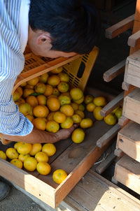 【直送ふるさと便】令和7年 小田原産 秋澤さんの減農薬・減化学肥料栽培 温州みかん ※他商品との同梱・代金引換不可 ※同一場所に15キロまで送料一個口分で配送可