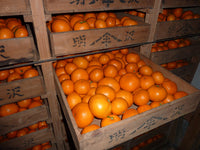 【直送ふるさと便】令和7年 小田原産 秋澤さんの減農薬・減化学肥料栽培 温州みかん ※他商品との同梱・代金引換不可 ※同一場所に15キロまで送料一個口分で配送可