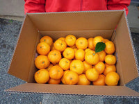 【直送ふるさと便】令和7年 小田原産 秋澤さんの減農薬・減化学肥料栽培 温州みかん ※他商品との同梱・代金引換不可 ※同一場所に15キロまで送料一個口分で配送可