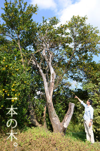 【直送ふるさと便】令和7年 小田原産 秋澤さんの減農薬・減化学肥料栽培 温州みかん ※他商品との同梱・代金引換不可 ※同一場所に15キロまで送料一個口分で配送可