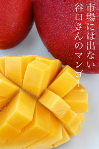 【8月上旬頃から順次出荷】【直送ふるさと便】令和7年 奄美大島産 谷口さんの減農薬栽培マンゴー ※他商品との同梱不可