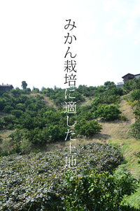【直送ふるさと便】令和7年 小田原産 秋澤さんの減農薬・減化学肥料栽培 温州みかん ※他商品との同梱・代金引換不可 ※同一場所に15キロまで送料一個口分で配送可