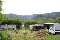 【8月上旬頃から順次出荷】【直送ふるさと便】令和7年 奄美大島産 谷口さんの減農薬栽培マンゴー ※他商品との同梱不可