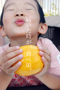 【8月上旬頃から順次出荷】【直送ふるさと便】令和7年 奄美大島産 谷口さんの減農薬栽培マンゴー ※他商品との同梱不可