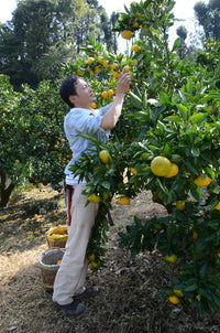 【直送ふるさと便】令和7年 小田原産 秋澤さんの減農薬・減化学肥料栽培 温州みかん ※他商品との同梱・代金引換不可 ※同一場所に15キロまで送料一個口分で配送可
