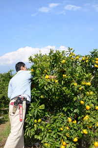 【直送ふるさと便】令和7年 小田原産 秋澤さんの減農薬・減化学肥料栽培 温州みかん ※他商品との同梱・代金引換不可 ※同一場所に15キロまで送料一個口分で配送可