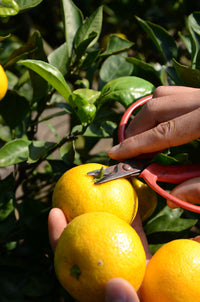 【直送ふるさと便】令和7年 小田原産 秋澤さんの減農薬・減化学肥料栽培 温州みかん ※他商品との同梱・代金引換不可 ※同一場所に15キロまで送料一個口分で配送可
