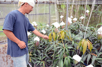 【8月上旬頃から順次出荷】【直送ふるさと便】令和7年 奄美大島産 谷口さんの減農薬栽培マンゴー ※他商品との同梱不可