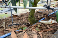 【8月上旬頃から順次出荷】【直送ふるさと便】令和7年 奄美大島産 谷口さんの減農薬栽培マンゴー ※他商品との同梱不可