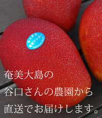 【8月上旬頃から順次出荷】【直送ふるさと便】令和7年 奄美大島産 谷口さんの減農薬栽培マンゴー ※他商品との同梱不可