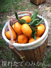 【直送ふるさと便】令和7年 小田原産 秋澤さんの減農薬・減化学肥料栽培 温州みかん ※他商品との同梱・代金引換不可 ※同一場所に15キロまで送料一個口分で配送可