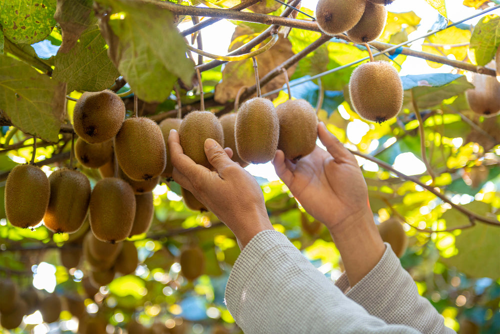 限定販売・特集企画