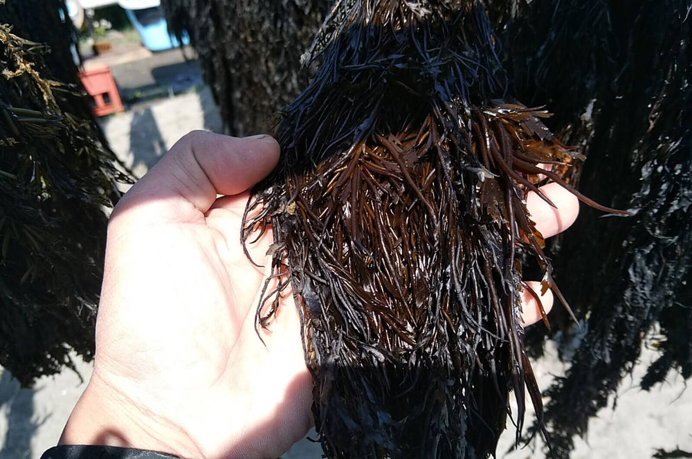 【数量限定】令和5年 神奈川県産 天然乾燥あかもく（60g×3袋セット）