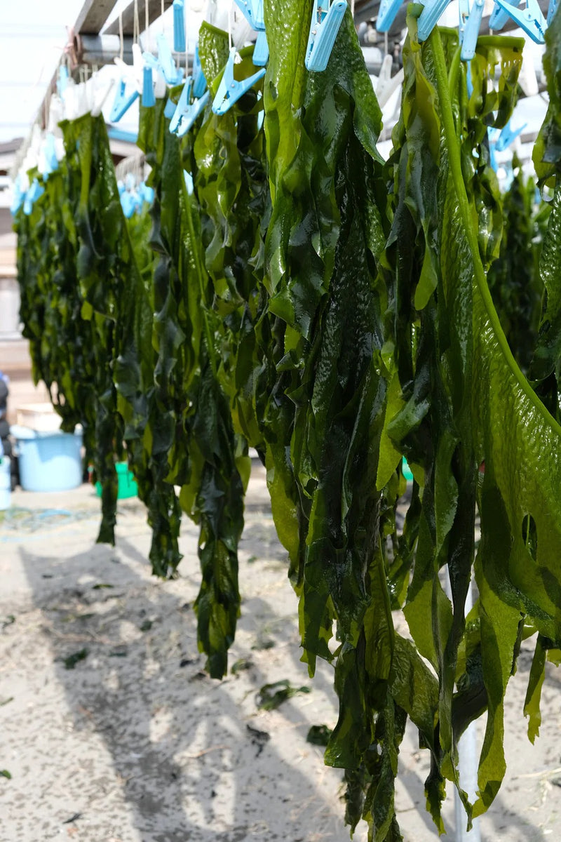 鎌倉わかめ【かながわブランド認定】鎌倉特産 天然湯がきわかめ 130g令和5年(2023年) 新ワカメ ※1配送につき5袋まで – 鎌倉ツ ...