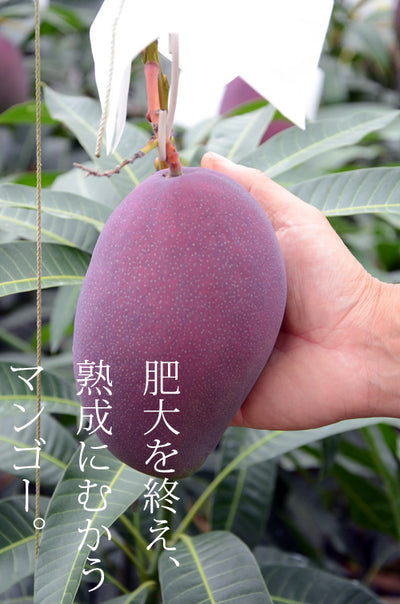 無農薬　果樹ペリカンマンゴー1.8メートル ５年生自宅に取りに来ていただける方 無農薬 果樹ペリカンマンゴー1.8メートル 5年生自宅に取りに来